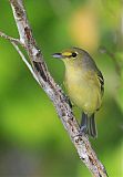 Thick-billed Vireo